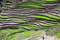 Himalayan steppe paddy farming Uttaranchal India