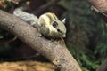 Himalayan striped squirrel Royalty Free Stock Photo