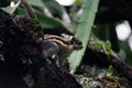 Himalayan striped squirrel on a branch Royalty Free Stock Photo