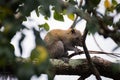 Himalayan striped squirrel on a branch Royalty Free Stock Photo