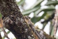 Himalayan striped squirrel on a branch Royalty Free Stock Photo