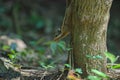 Himalayan striped squirrel or Burmese striped squirrel Royalty Free Stock Photo