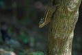 Himalayan striped squirrel or Burmese striped squirrel Royalty Free Stock Photo