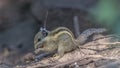 Himalayan Striped Squirrel Feeding