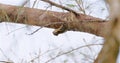 Himalayan Striped Squirrel perched on tree Royalty Free Stock Photo