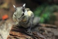Himalayan striped squirrel Royalty Free Stock Photo