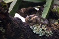 Himalayan striped squirrel Royalty Free Stock Photo