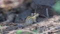 Himalayan Striped Squirrel Walking On Wood