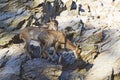 Himalayan tahr