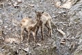 Himalayan tahr