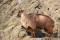 Himalayan tahr