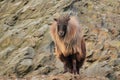 Himalayan tahr Royalty Free Stock Photo