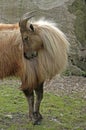 Himalayan tahr Royalty Free Stock Photo