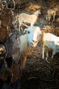 Himalayan Tahr, Domestic Goat (Capra aegagrus hircus). Vibrant Himalayan mountain goats in rural Uttarakhand.