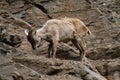 Himalayan tahr