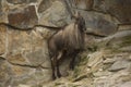 Himalayan tahr Hemitragus jemlahicus.