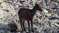 Himalayan tahr Hemitragus jemlahicus