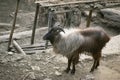 Himalayan tahr, Hemitragus jemlahicus isHimalayas in southern Tibet, northern India, western Bhutan and Nepal. Near Threatened