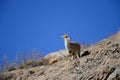 Himalayan Tahr from Kibber Himachal Pradesh Royalty Free Stock Photo