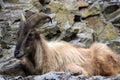 Himalayan tahr, Hemitragus jemlahicus, lies and rests on a steep rock