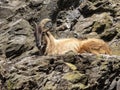 Himalayan tahr, Hemitragus jemlahicus, lies and rests on a steep rock