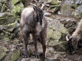 Himalayan tahr, Hemitragus jemlahicus, lives in the mountains and climbs rocks