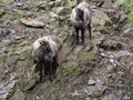 Himalayan tahr, Hemitragus jemlahicus, lives in the mountains and climbs rocks