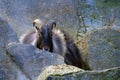 Himalayan tahr