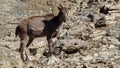 The Himalayan tahr Hemitragus jemlahicus on a rock