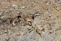 Himalayan tahr hemitragus jemlahicus