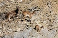 Himalayan tahr hemitragus jemlahicus