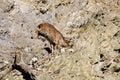 Himalayan tahr hemitragus jemlahicus