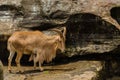 Himalayan tahr