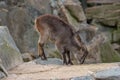 Close up photo of Himalayan tahr Hemitragus jemlahicus on the rock