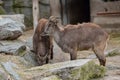 Close up photo of Himalayan tahr Hemitragus jemlahicus on the rock