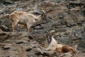 Himalayan tahr