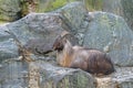 Himalayan Tahr (Hemitragus jemlahicus) lies and rests on a rock