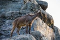 A Himalayan Tahr on a rocky mountain