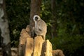 Himalayan Tarai gray langur or northern plains gray langur portrait on termite mound in natural green background at jim corbett