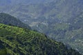 Himalayan Terrace Farming