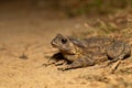 Himalayan Toad, Duttaphrynus himalayanus at Nagaland,