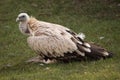 Himalayan vulture Royalty Free Stock Photo