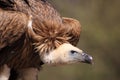 Himalayan vulture Royalty Free Stock Photo