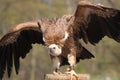 Himalayan Vulture Royalty Free Stock Photo