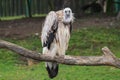 Himalayan vulture bird raptor portrait sitting zoo Royalty Free Stock Photo