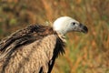 Himalayan vulture Royalty Free Stock Photo