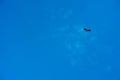 The Himalayan vulture or Himalayan griffon vulture (Gyps himalayensis) flying solo high above in blue sky