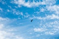 The Himalayan vulture or Himalayan griffon vulture (Gyps himalayensis) flying solo high above in blue sky