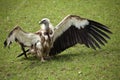 Himalayan vulture (Gyps himalayensis). Royalty Free Stock Photo