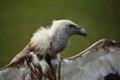 Himalayan vulture (Gyps himalayensis). Royalty Free Stock Photo